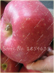 Jabłko Super Słodkie, jabłoń
